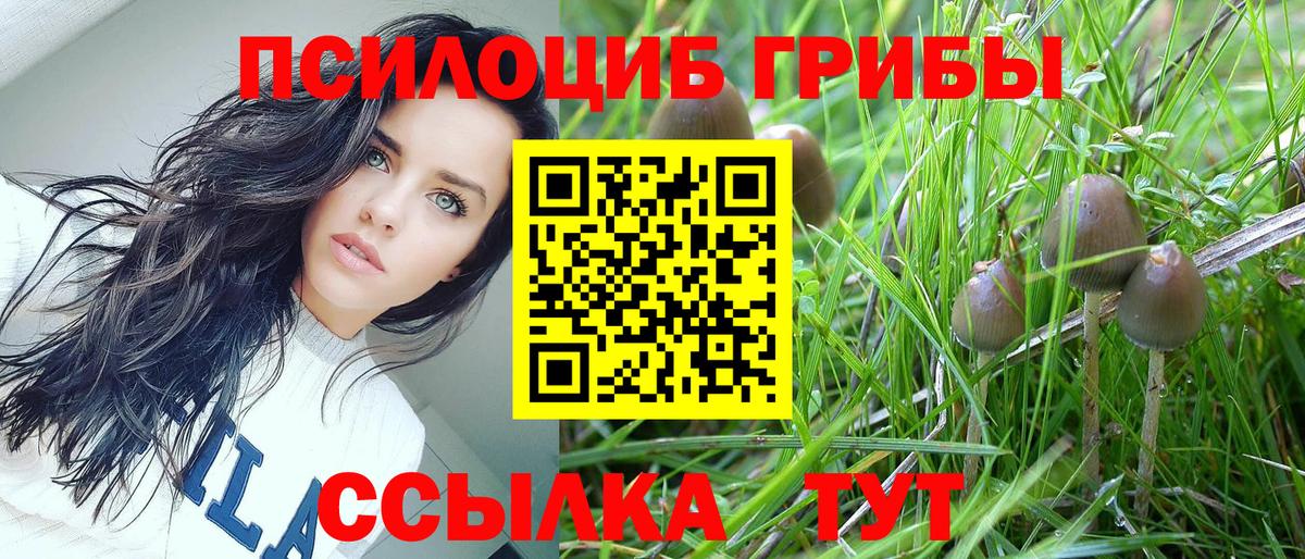 Псилоцибиновые грибы Psilocybe Бугульма